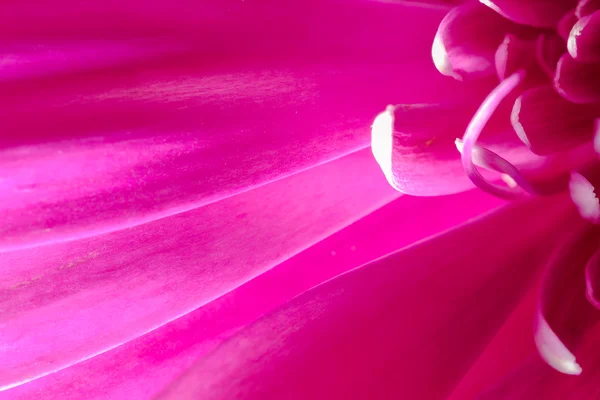 Macro Close-up van een roze chrysant bloem — Stockfoto