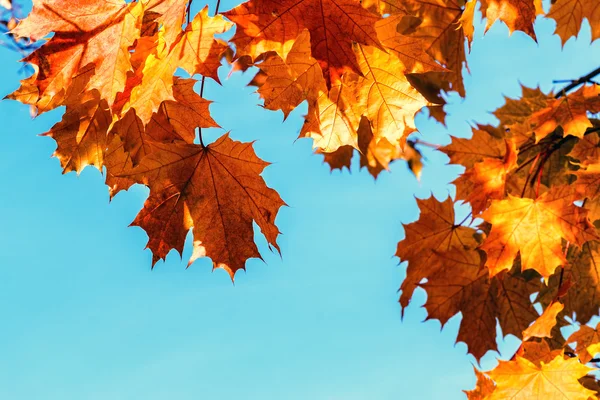 Bright Orange Autumnal Leaves Stock Photo