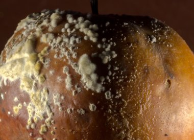 Mantar Büyüme ile Eski Rotting Apple