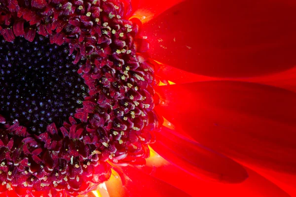 Rote und orangefarbene Chrysanthemenblüten und hervorgehobene Staubgefäße — Stockfoto