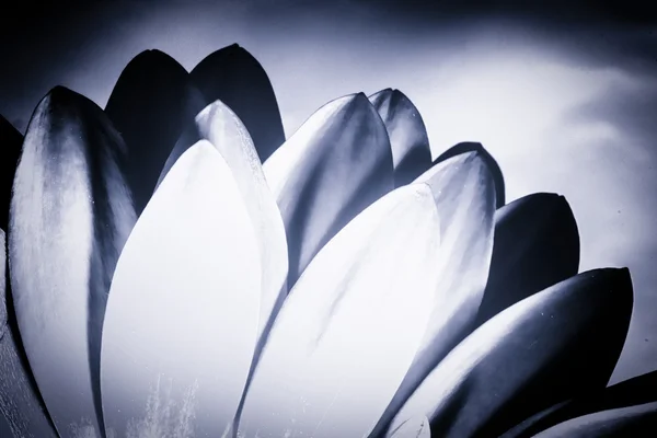 Monochrome Chrysanthemum Petals — Stock Photo, Image