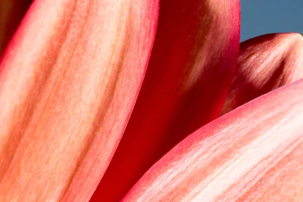 Detail van de onderkant van een bloem chrysant — Stockfoto