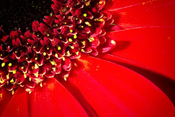 Red Chrysanthemum Flower and Highlighted Stamens — Stock Photo, Image