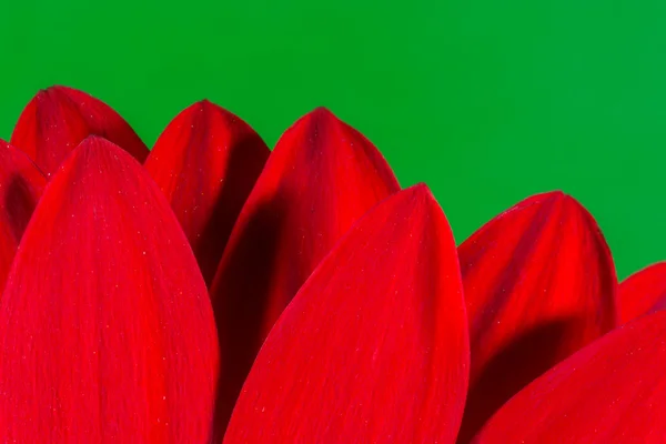 Bloemblaadjes van een rode chrysant bloem Blossom — Stockfoto