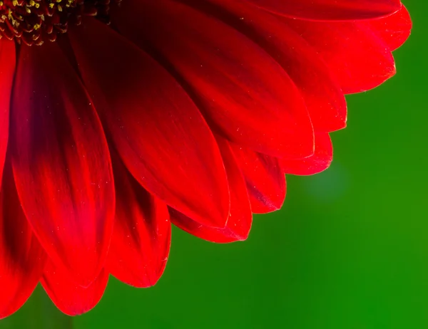 Crisantemo rojo brillante pétalos de flores y estambre —  Fotos de Stock