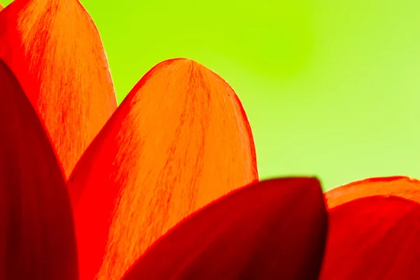 Φωτεινό πορτοκαλί και κόκκινο χρυσάνθεμο πέταλα λουλουδιών — Φωτογραφία Αρχείου