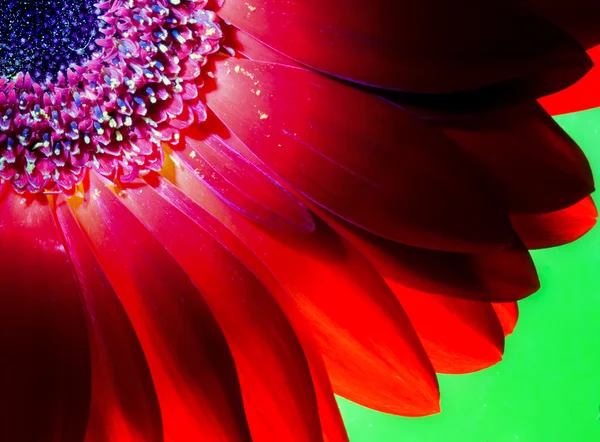 Red Chrysanthemum Flower and Highlighted Stamens — Stock Photo, Image