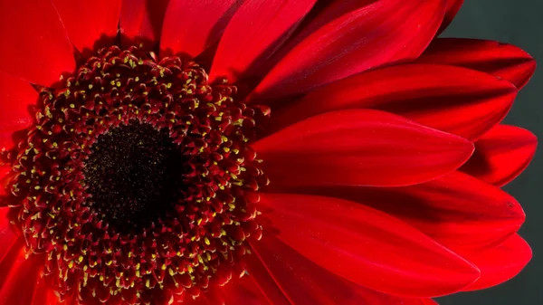 Close-up of a Bright Red Chrysanthemum Blossom and Black Backgro — Stock Photo, Image