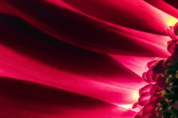 Bright Pink Chrysanthemum Flower Petals  in Macro Close-up — Stock Photo, Image
