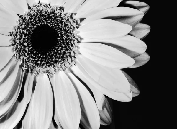 アート スタイルの黒と白のモノクロ菊の花 — ストック写真
