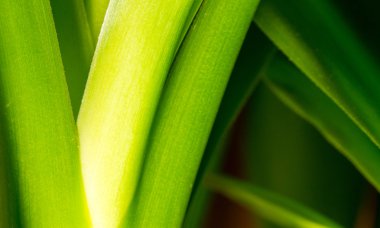 Yeşil Yucca Bitki Kaynaklanıyor Makro Görüntü