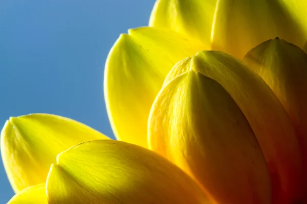 Κίτρινες ζέρμπερες λουλούδι και το γαλάζιο του ουρανού — Φωτογραφία Αρχείου