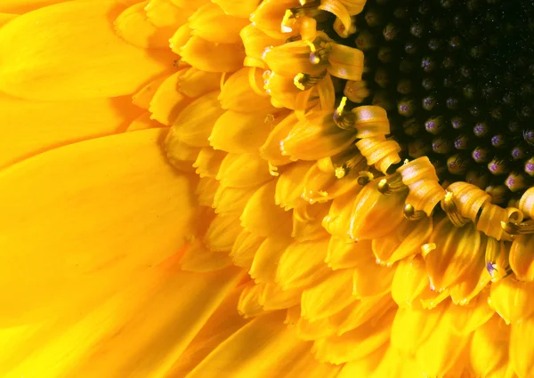 Gelbe Gerbera-Blüte — Stockfoto