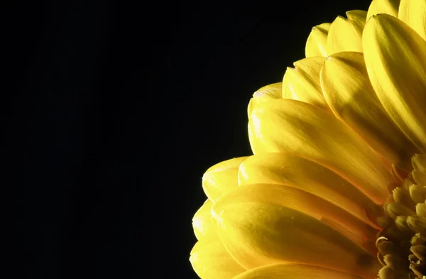 Gelbe Gerbera-Blüte — Stockfoto