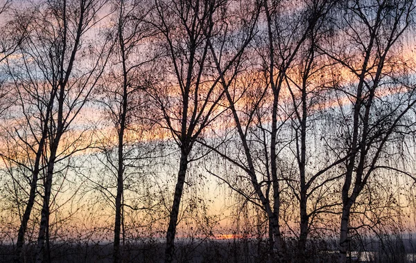Silhuetas de bétula e céu de pôr-do-sol — Fotografia de Stock