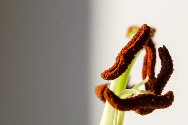 Zbliżenie biały Lilly Stamens — Zdjęcie stockowe