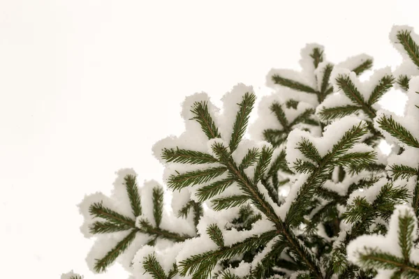 Nouvelle neige fraîche sur les branches d'un pin — Photo