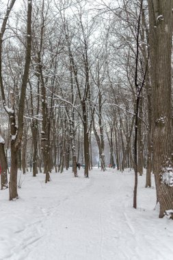 Kış Karlı Ağaçlar ve Günbatımı