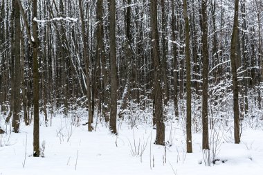 Kış Karlı Ağaçlar ve Günbatımı