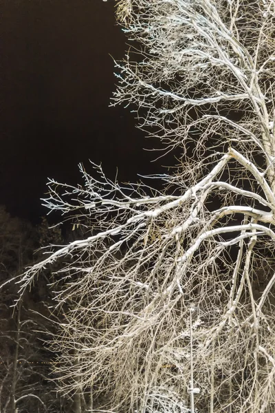 Зимнее дерево в снегу ночью — стоковое фото