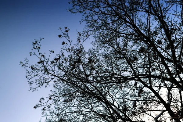 Árboles cubiertos de nieve de invierno y puesta de sol — Foto de Stock