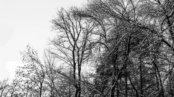 Inverno neve coberto de árvores e pôr do sol — Fotografia de Stock