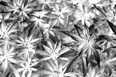 Kenevir esrar esrar bitki duvar sanatı