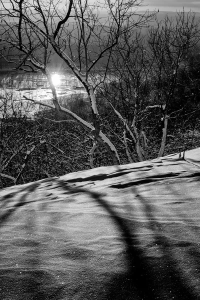 Wintertime Sun Snow and Trees — Stock Photo, Image