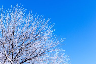 Kış Buzlu Ağacı ve Mavi Gökyüzü