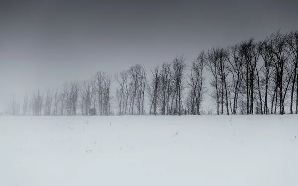 Winter Tree Lie i svartvitt B & W — Stockfoto