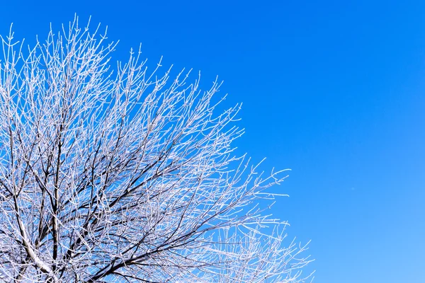 冬の霜降り木と青空 — ストック写真