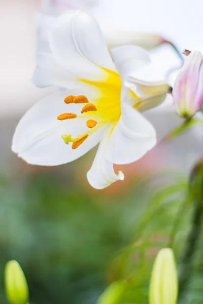 White Lily in the garden — Stock Photo, Image