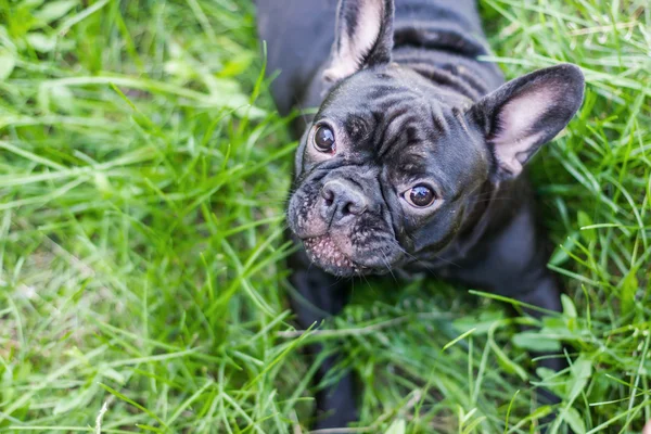 Bulldog francés en la hierba — Foto de Stock