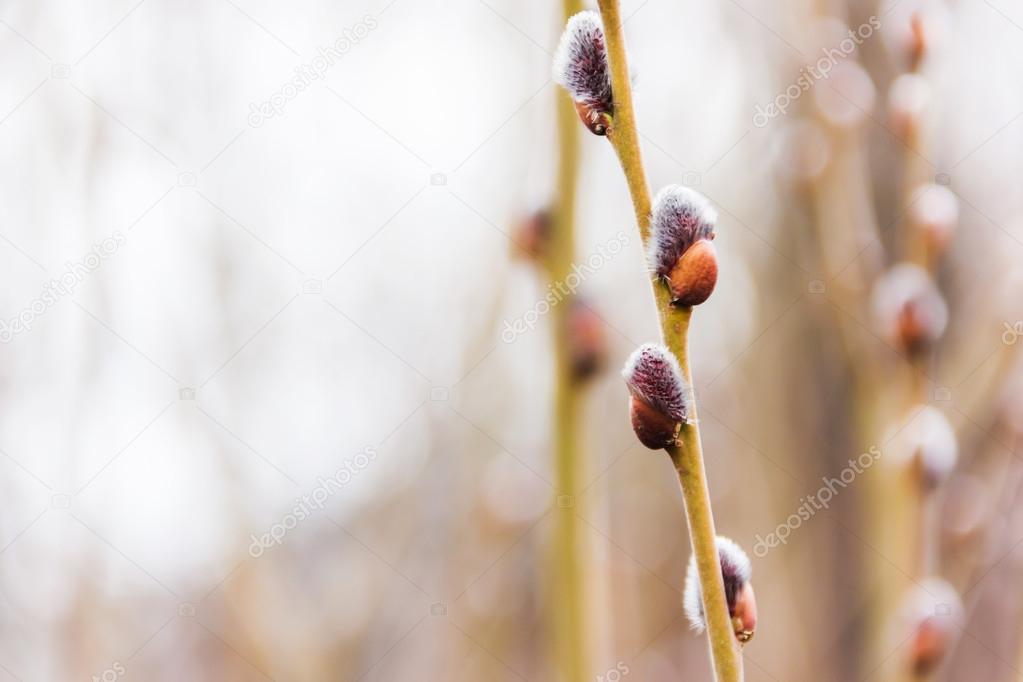 Buds on the branch