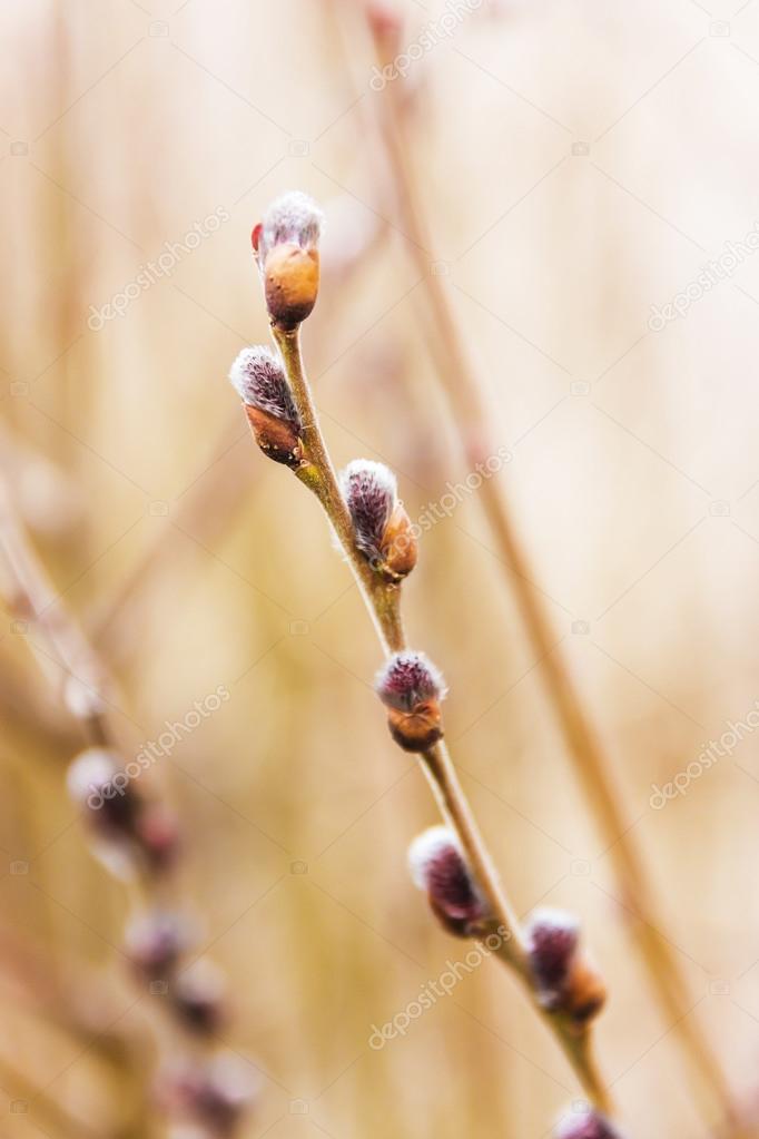 Buds on the branch