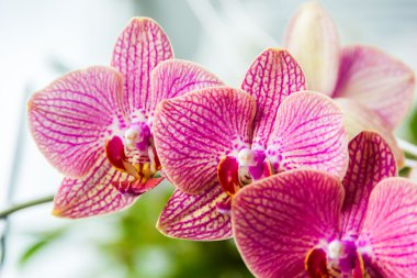 Orkide pembe
