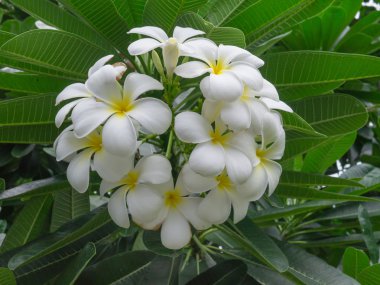 Plumeria