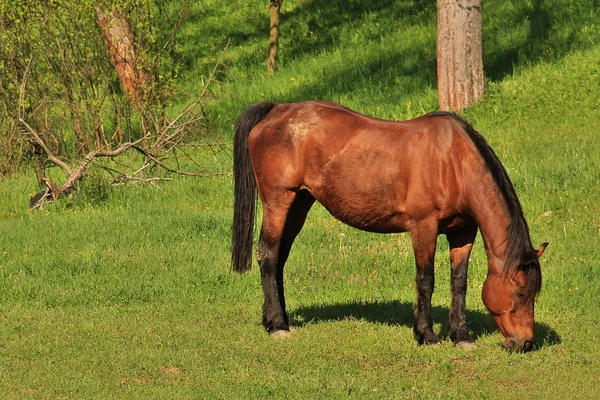 Cavalo no prado da primavera — Fotografia de Stock