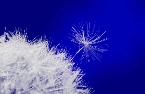 Mavi arkaplanda karahindiba, kopyalama alanı ile doğal arkaplan