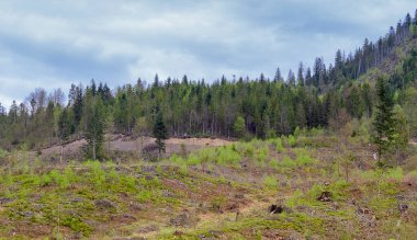 Toplu orman tahribatı, ağaçların kesilmesi, doğal manzara.