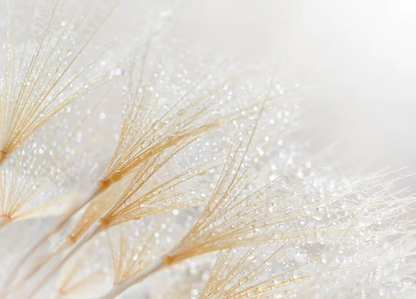 水の滴のタンポポの柔らかい背景自然界の背景 — ストック写真