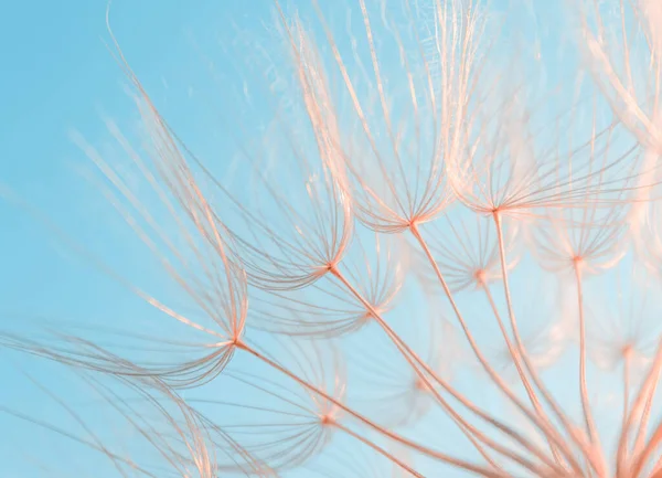 Paracaídas Diente León Sobre Fondo Azul Cielo Fondo Natural — Foto de Stock