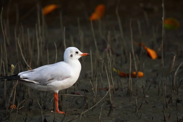 Cute White Seagull Rests Shore — Stock Photo, Image