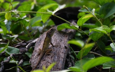 Kertenkele doğal ekosisteminde yemyeşil arka planda