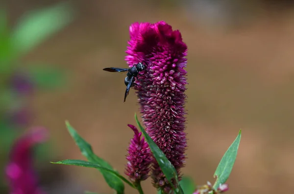 Koyu pembe bir çiçek ve siyah bir böceğin makro görüntüsü