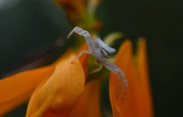 Jolie Petite Araignée Blanche Sur Pétale — Photo