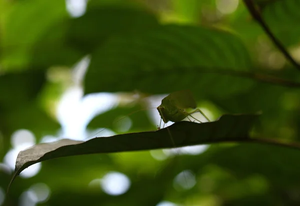 Yeşil Arkaplanda Çekirge Bir Makro Görünüm — Stok fotoğraf