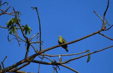 Yeşil kuş tünemiş ve güzel mavi arkaplan
