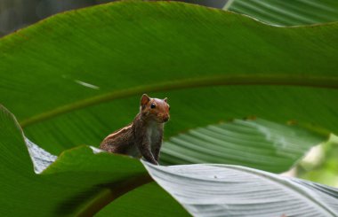 Şirin Hint palmiye sincabı sana bakıyor.