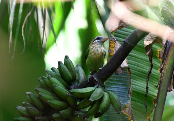 Zielony Barbet Siedzący Łodydze Banana — Zdjęcie stockowe